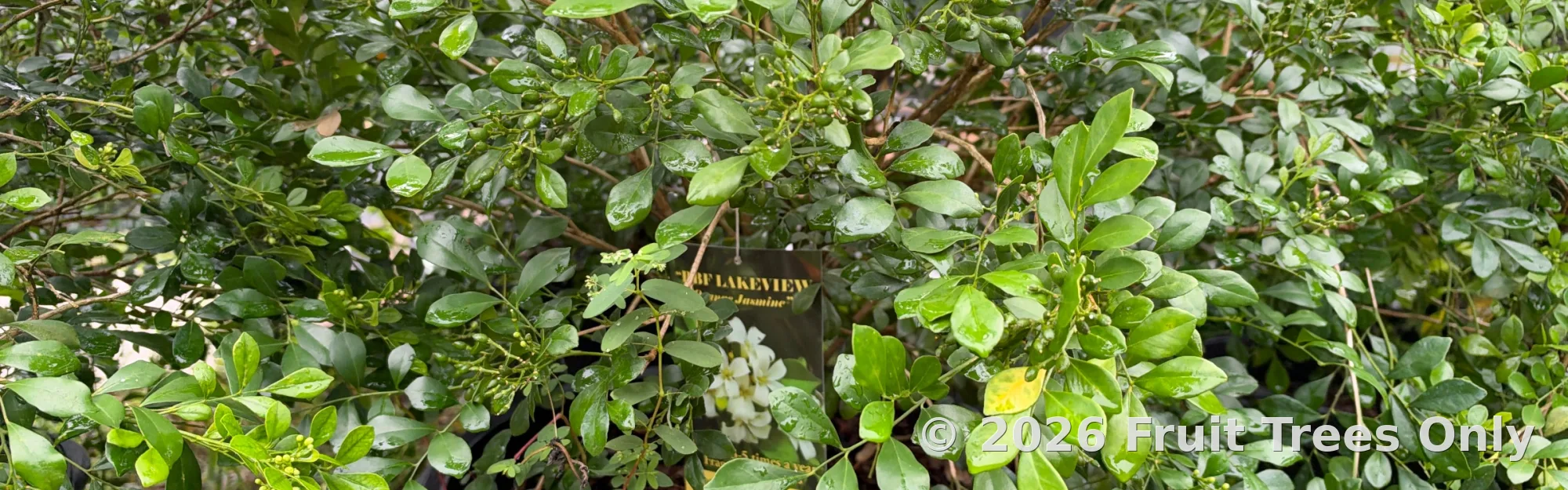 Jasmine Plants
