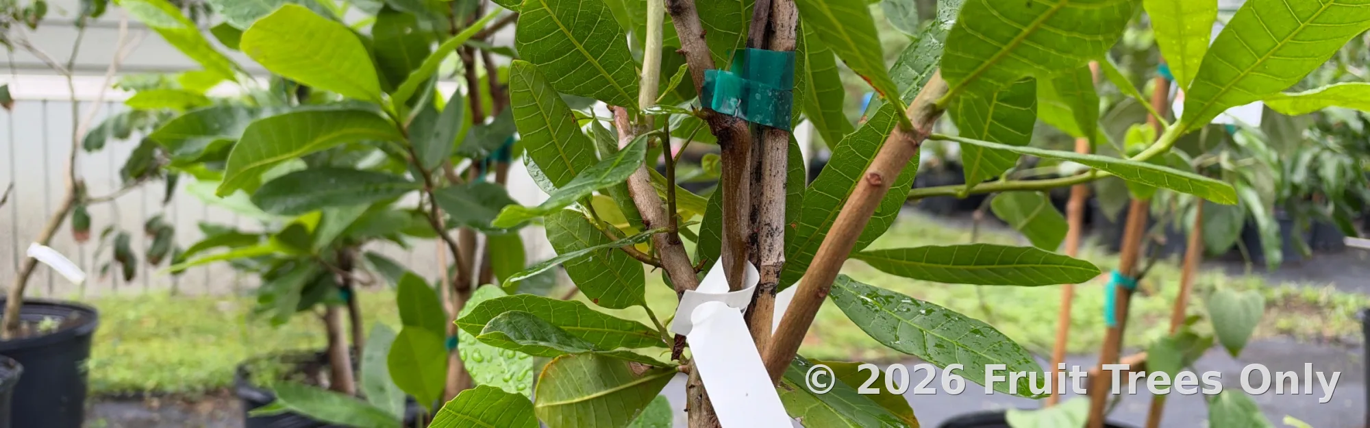 Fruiting Nut Trees