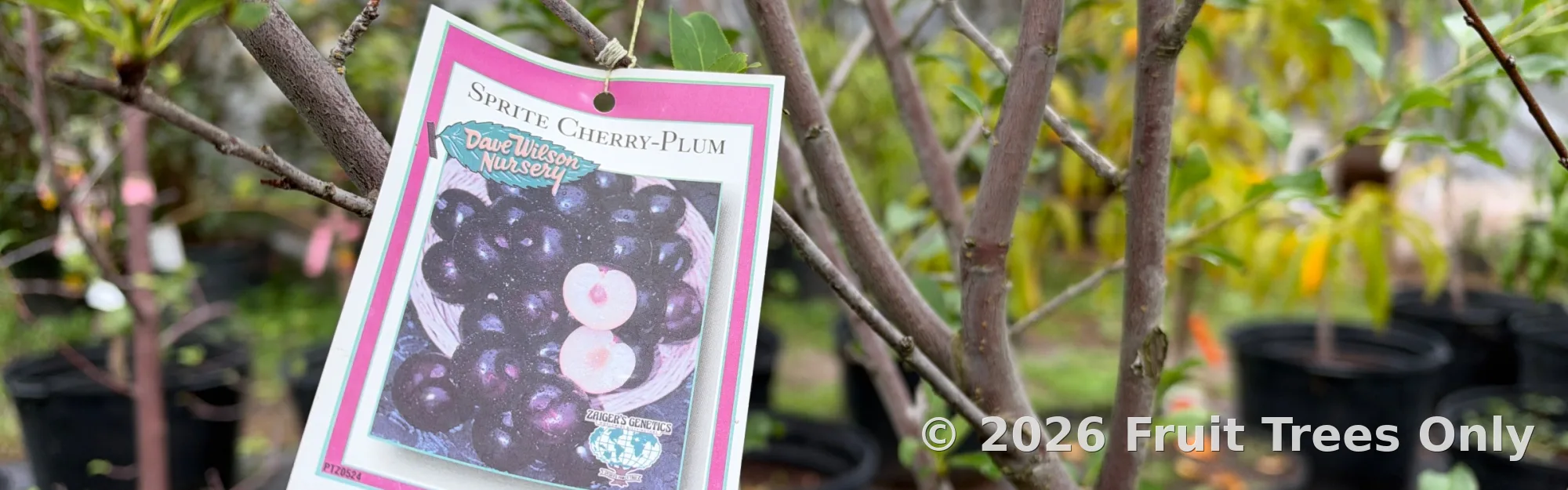 Plum Trees