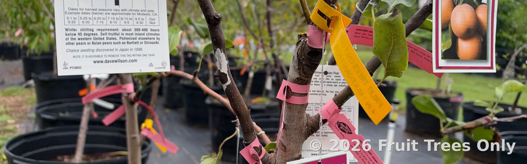 Pear Trees