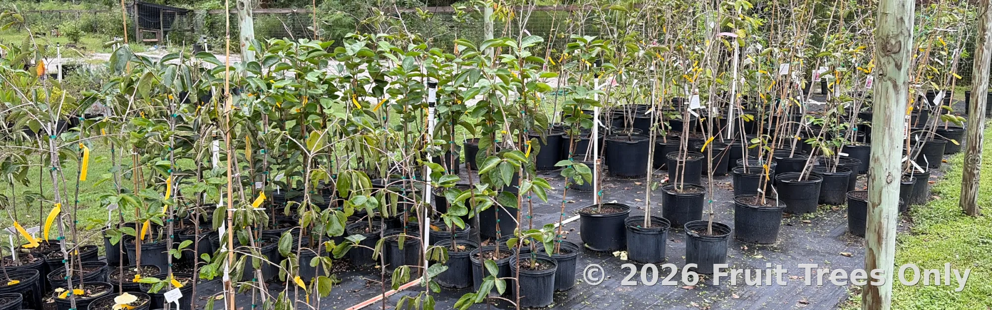 Persimmon Trees
